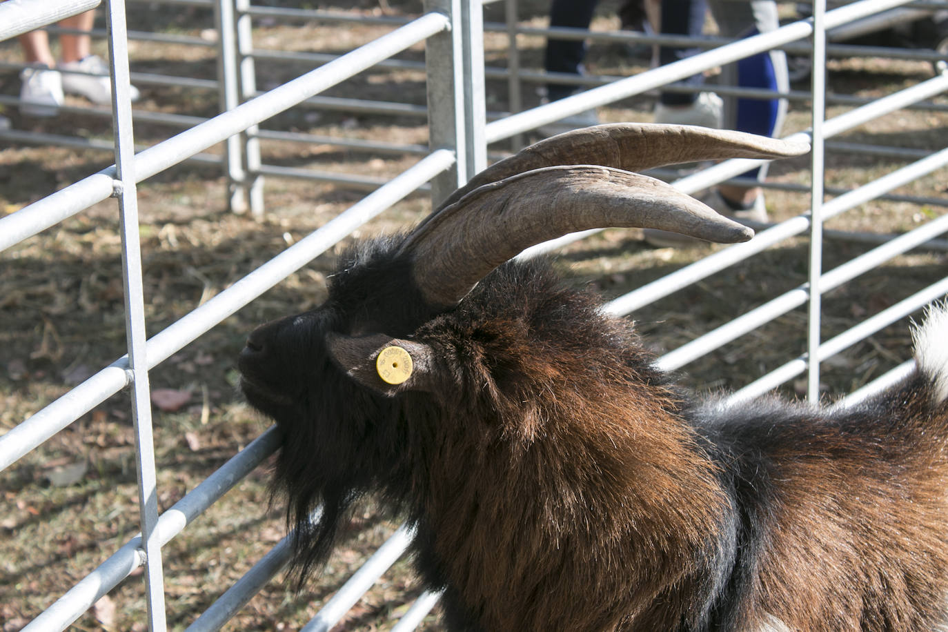 XIX Feria de ganado y de artesanía agroalimentaria de Ojacastro