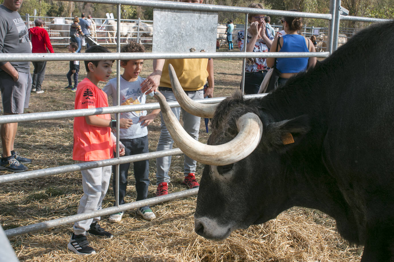 XIX Feria de ganado y de artesanía agroalimentaria de Ojacastro