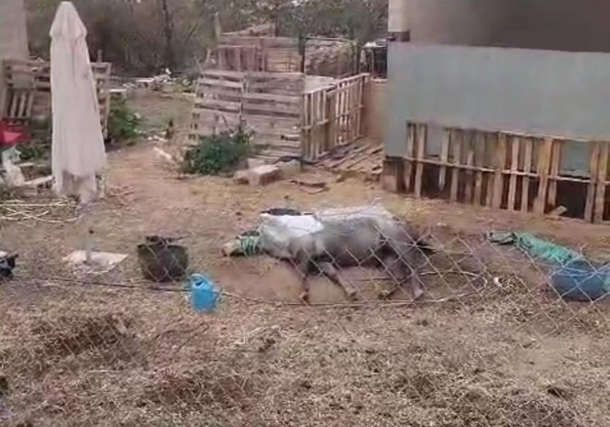 El caballo postrado en el suelo de una finca de Nalda.