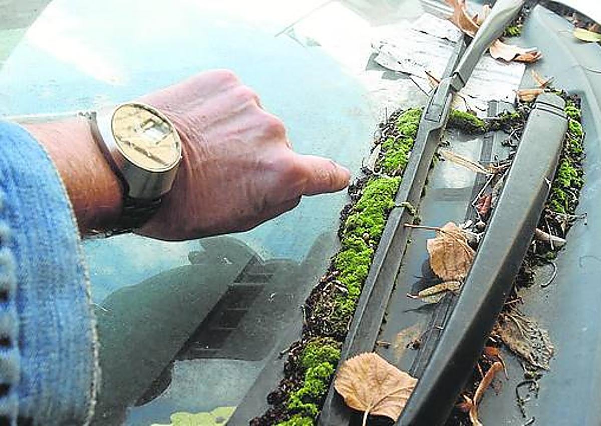 Imagen secundaria 1 - Mugo y telarañas en los coches abandonados. 