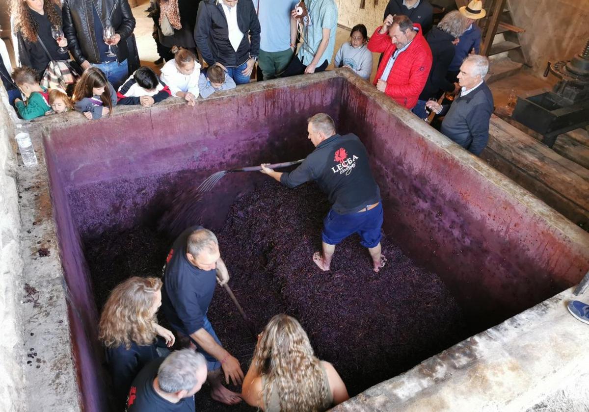 Pisado de la uva en Bodegas Lecea.