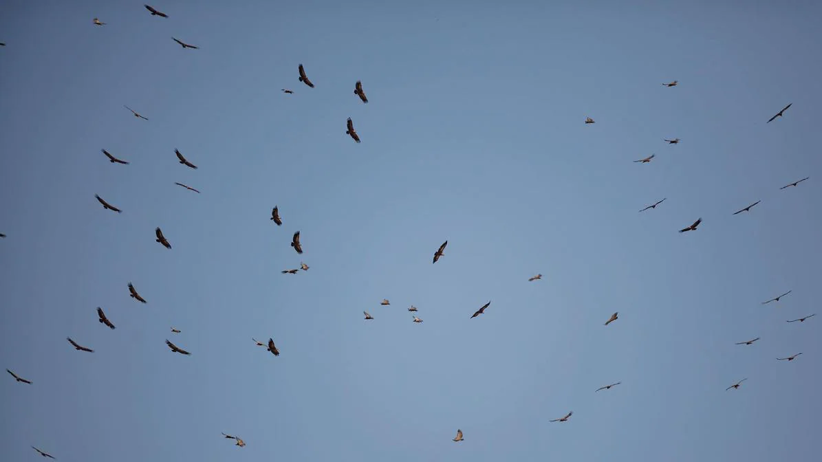 Aves y mamíferos