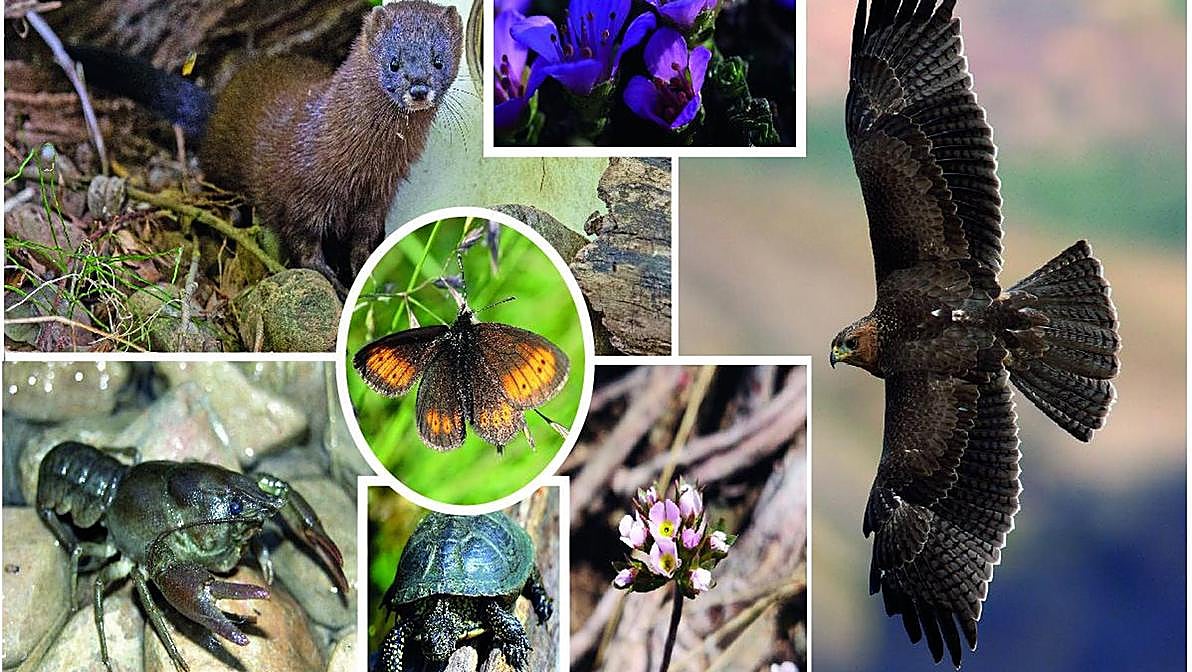 Patrimonio de flora y fauna en retroceso