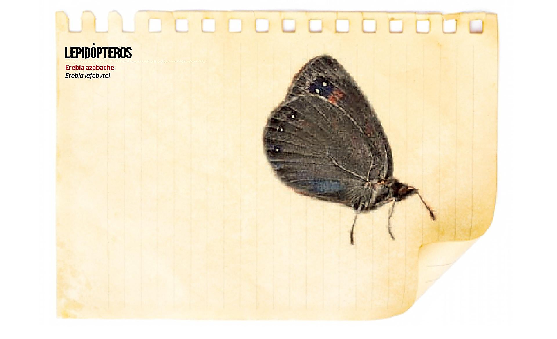 Scroll Story imagen 13