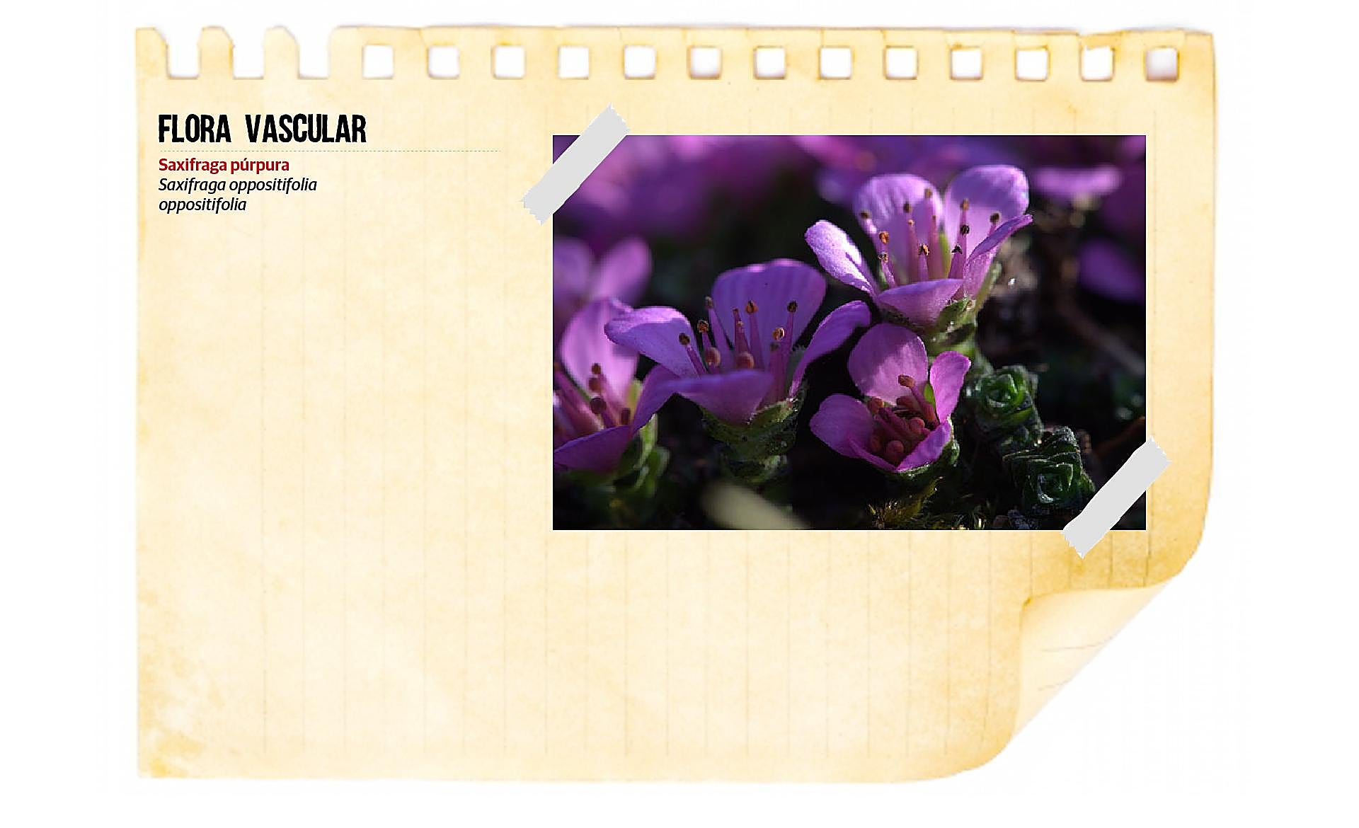 Scroll Story imagen 10