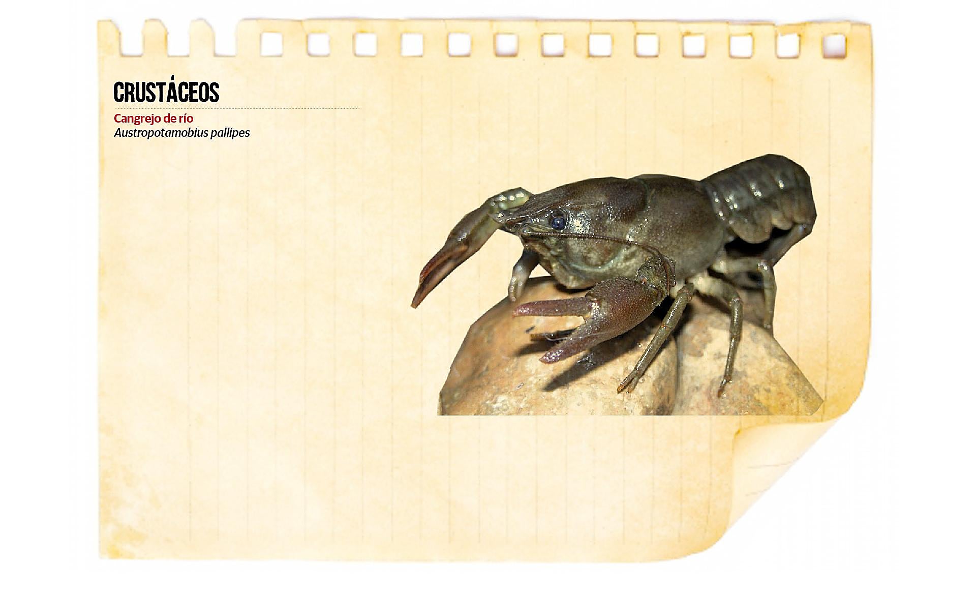 Scroll Story imagen 0