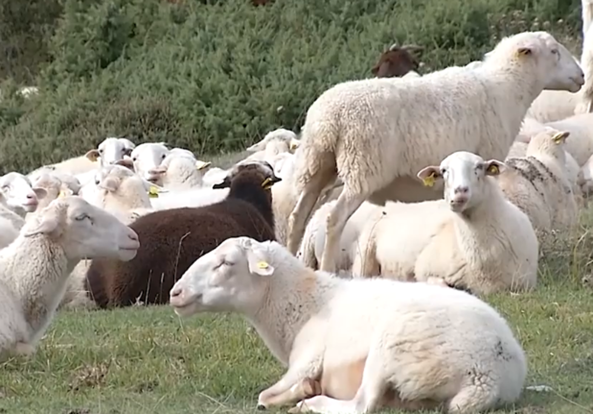 700 ovejas, cabras y perros, pendientes de los políticos