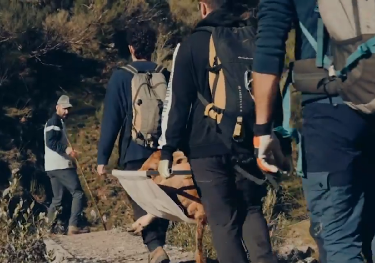 Imagen principal - Transportan 9 kilómetros en una camilla casera a una vaca mordida por un lobo