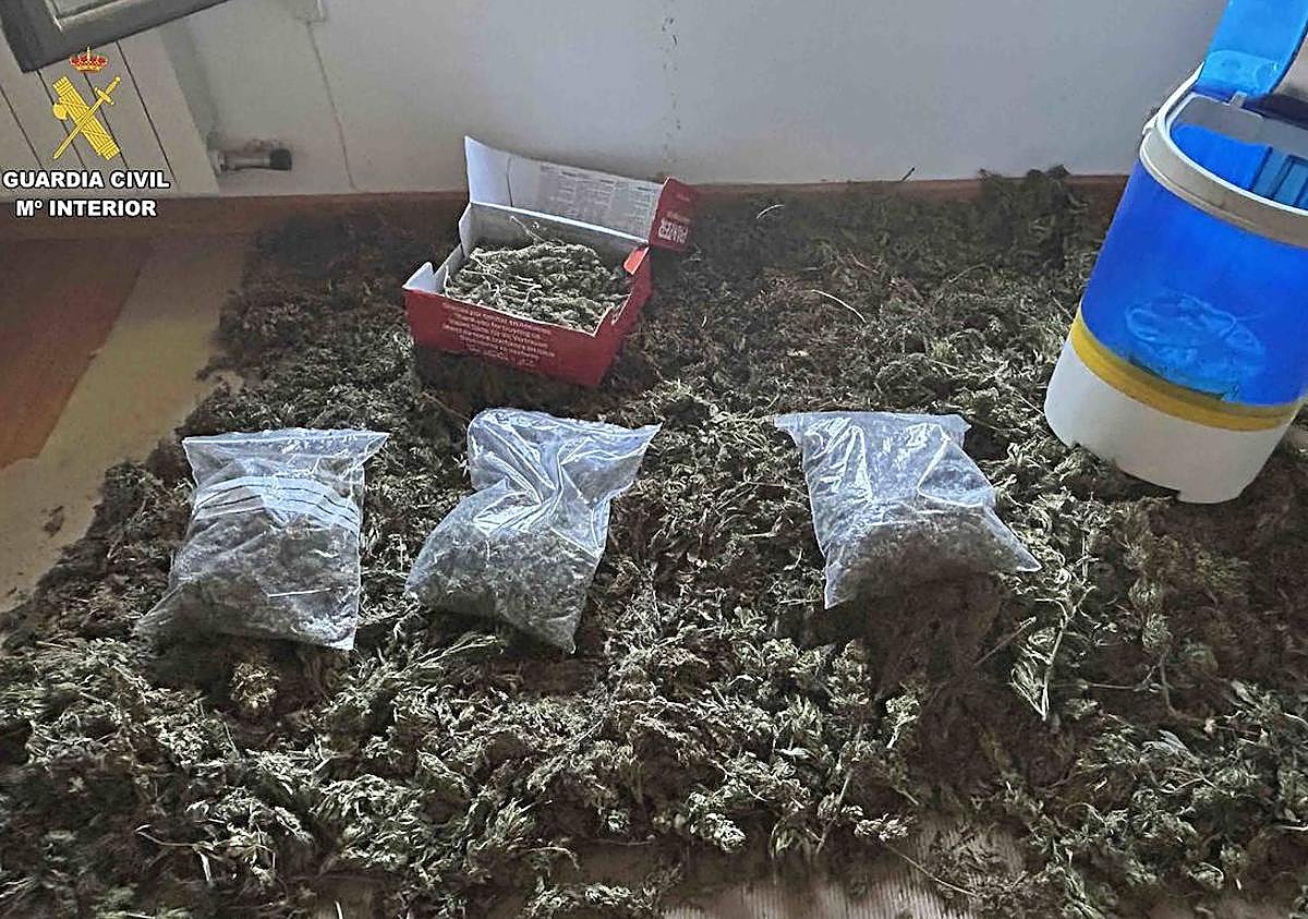 Imagen secundaria 1 - Detalle de parte de los cogollos incautados.