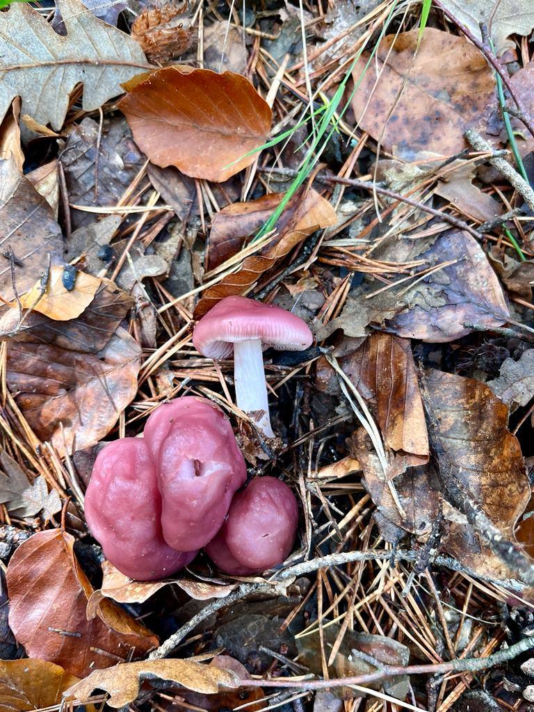 Otoño en el monte riojano