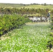 Rioja o el elogio de la tierra