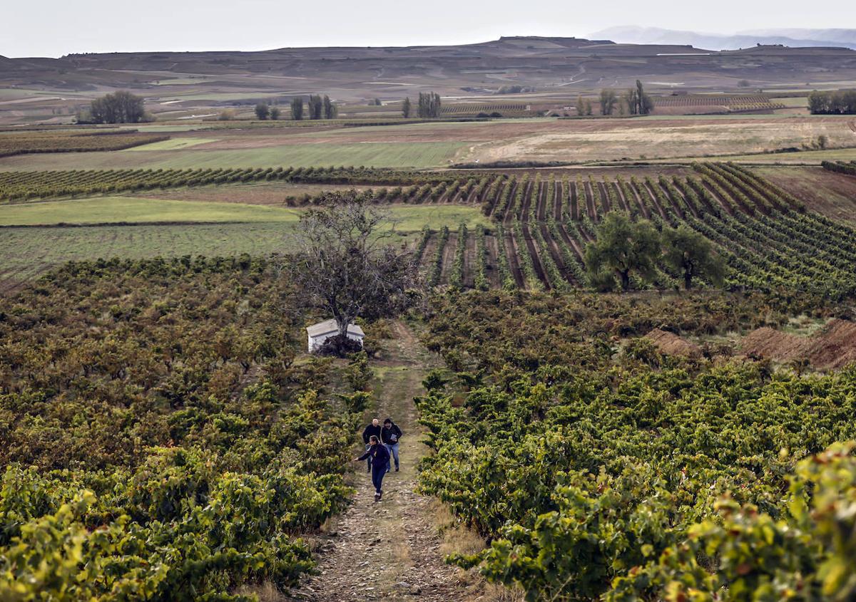 Imagen secundaria 1 - Arriba, viticultores en El Bardallo, en San Vicente de la Sonsierra; abajo, finca La Loma, de Miguel Merino, y tierra de Los Mártires, de M.A. de Gregorio. 