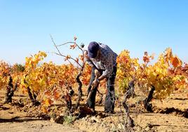 El viticultor trabajando en su viñedo.