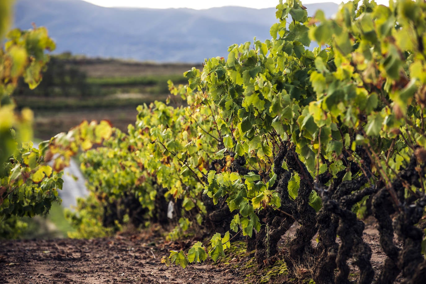 Los paisajes del Rioja