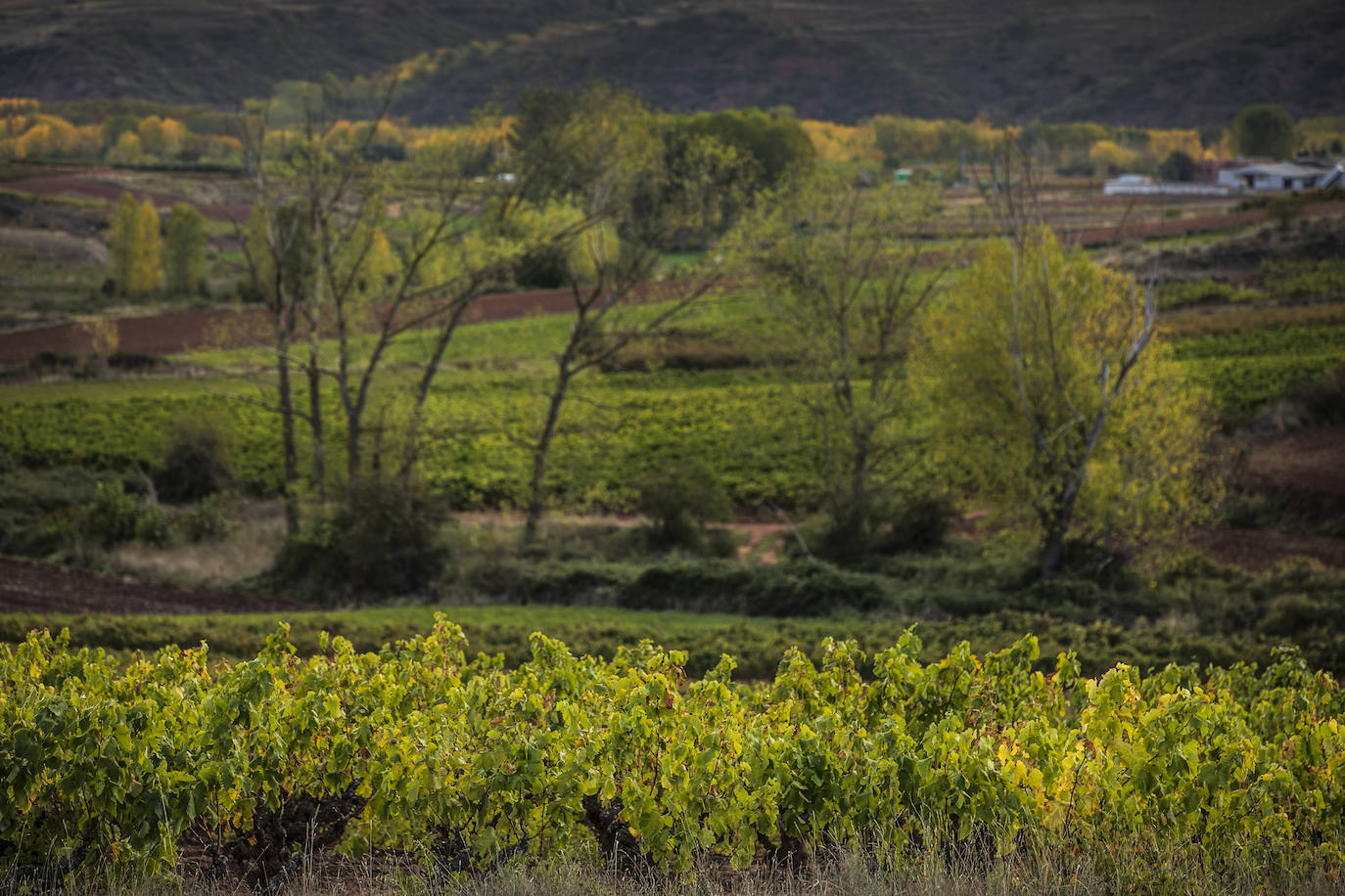 Los paisajes del Rioja