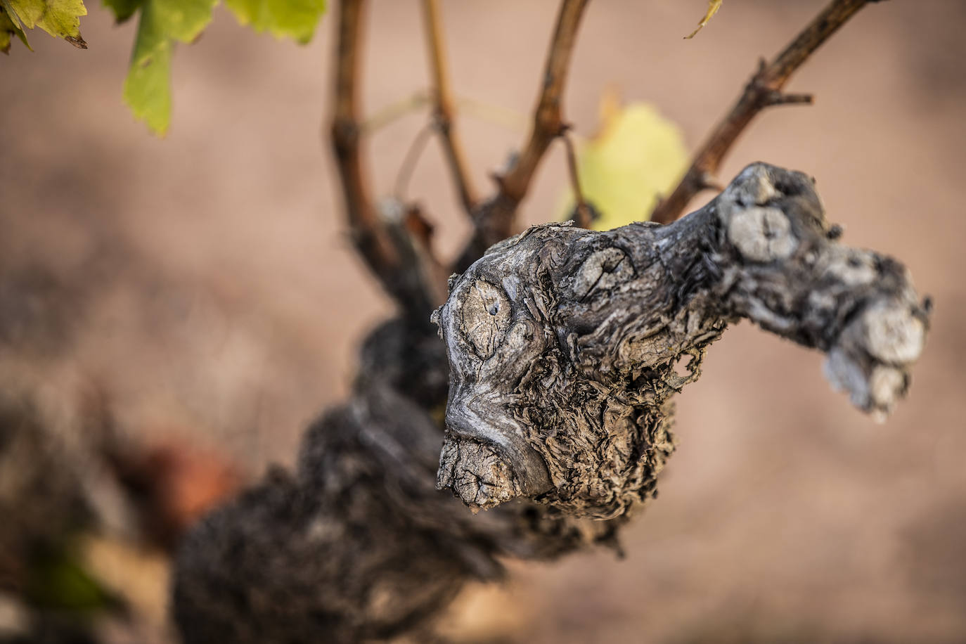 Los paisajes del Rioja
