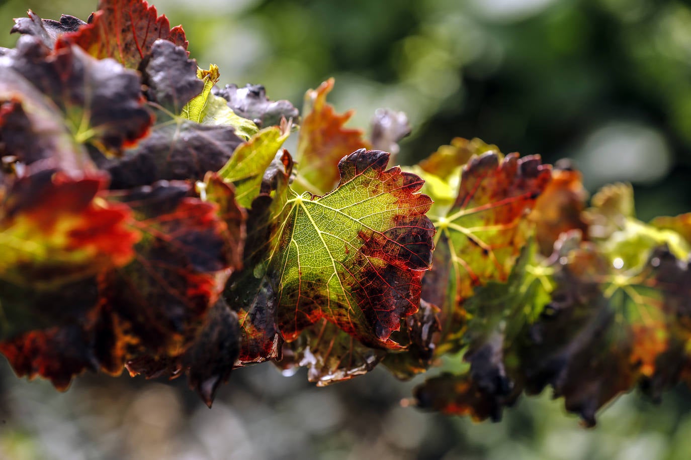 Los paisajes del Rioja