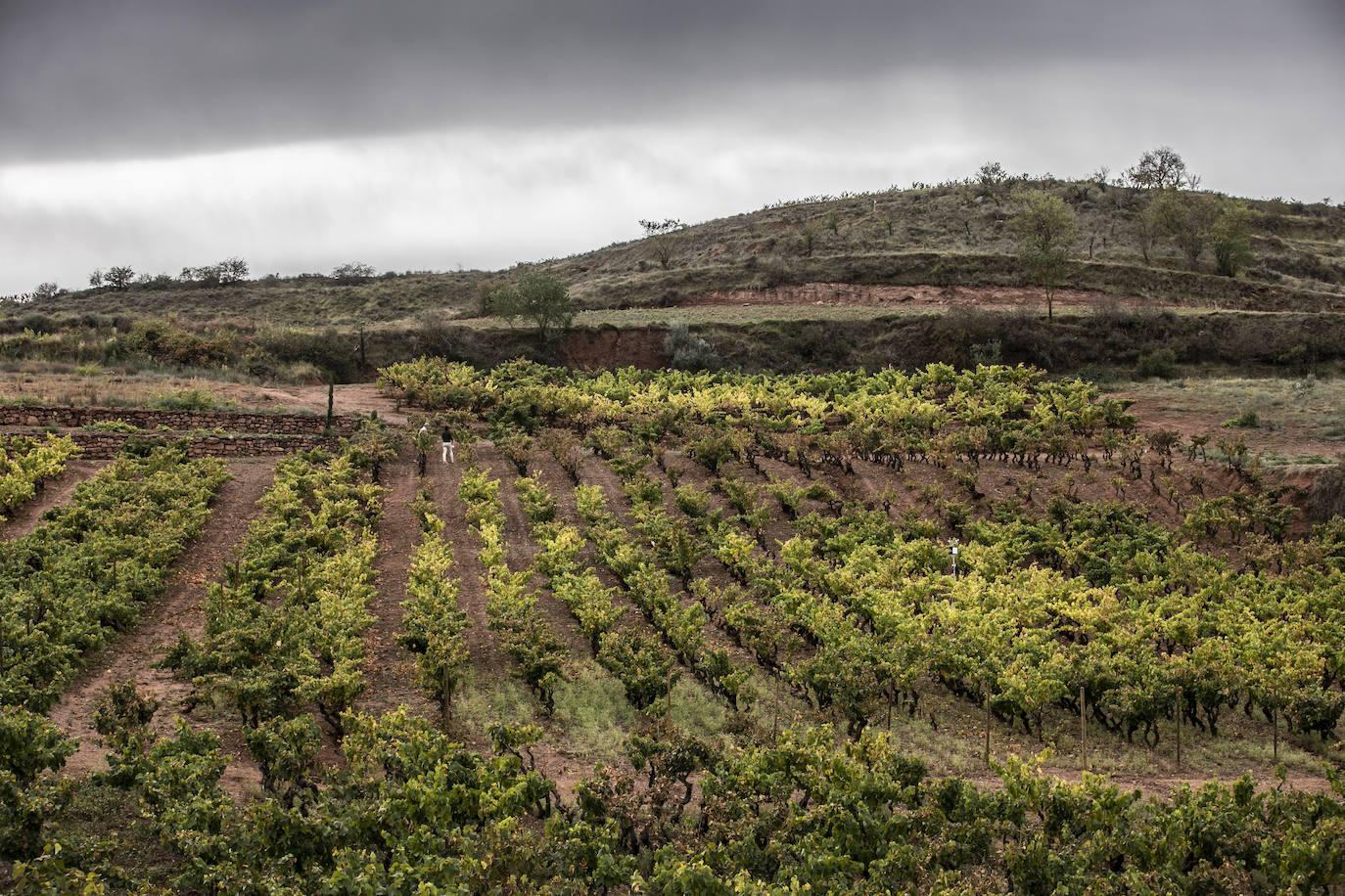 Los paisajes del Rioja