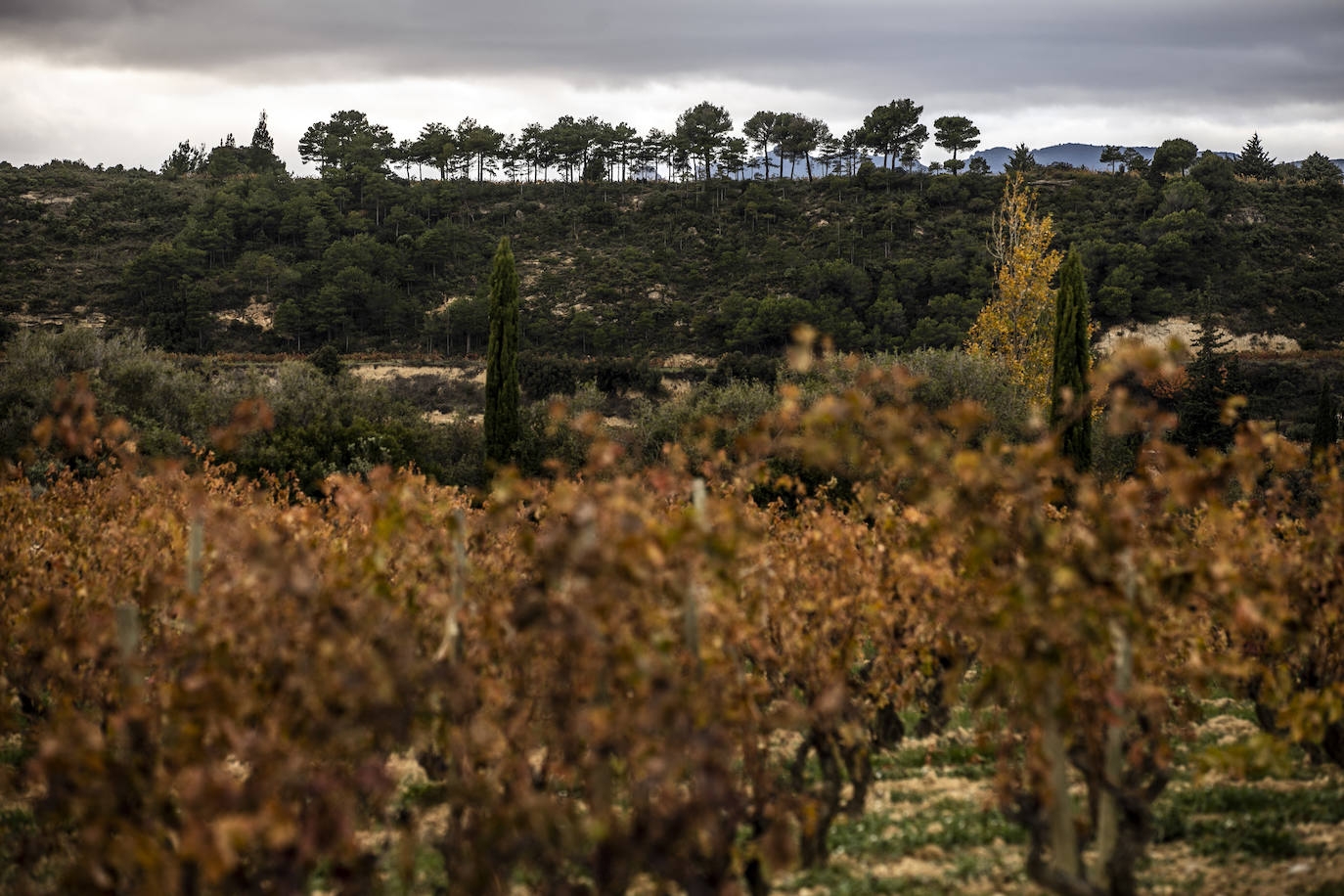 Los paisajes del Rioja