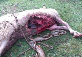 Un ataque de lobo a la ganadería 'Campastros' de Nieva acaba con la vida de dos ovejas