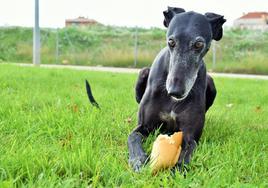 Nilo, un perro de Logroño, come un trozo de Pan Sobado de La Rioja en el parque del Iregua.