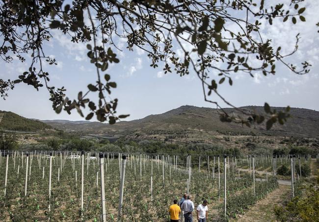 Plantación de árboles frutales en La Rioja Baja.