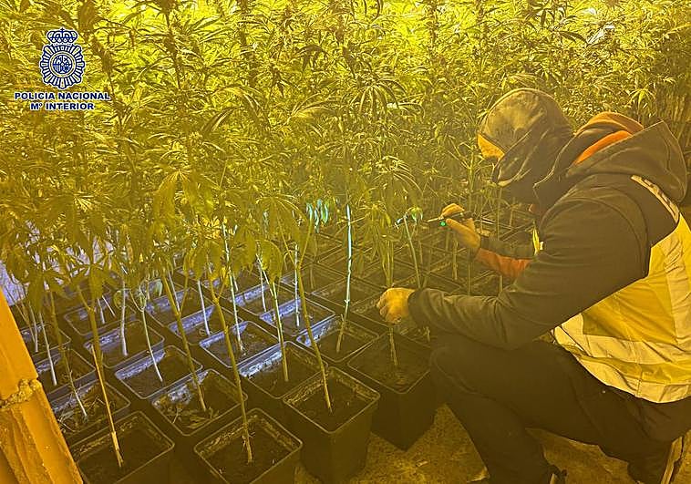 Tres detenidos al desmantelar una plantación de 'maría'