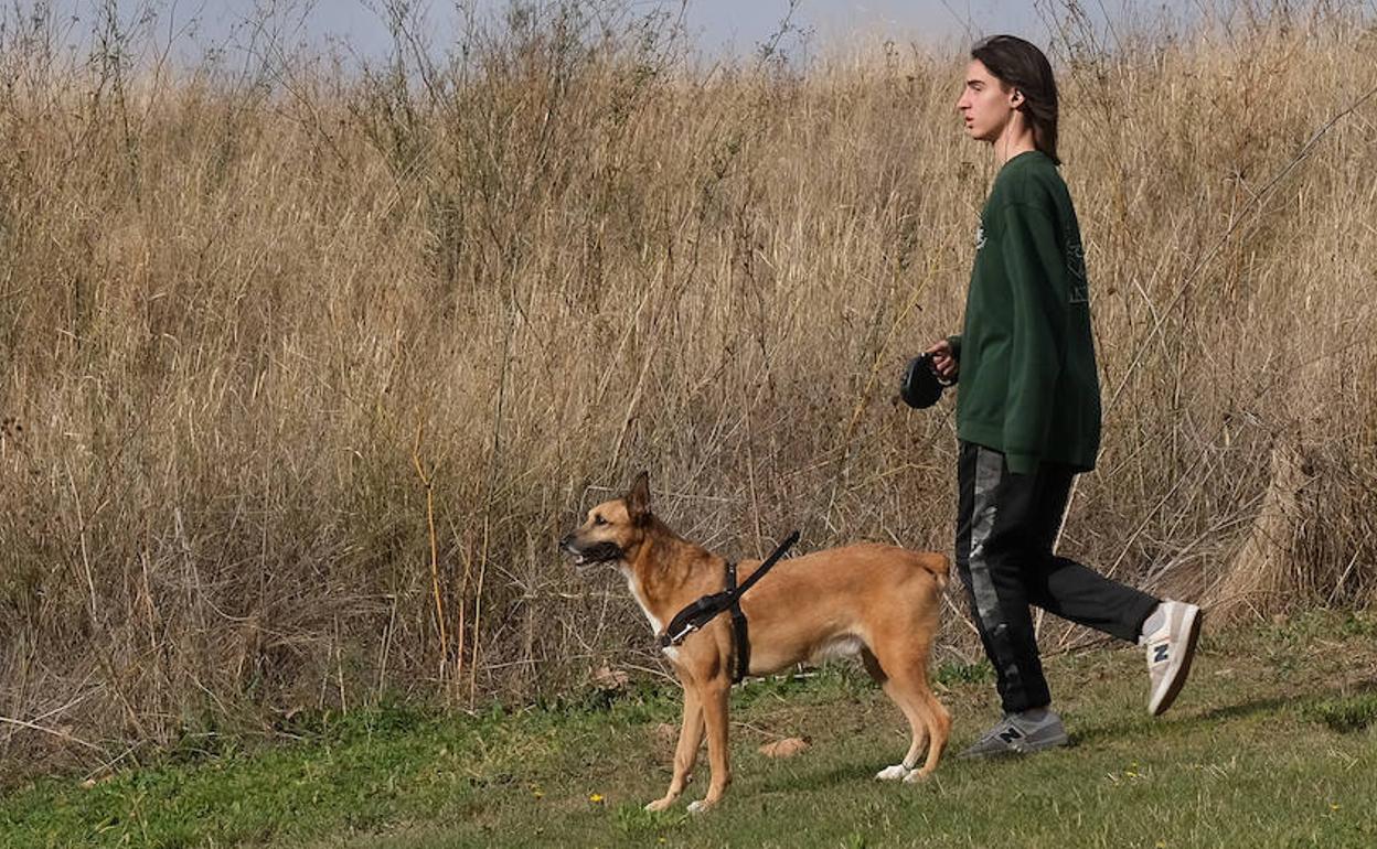 Dudas y respuestas sobre la Ley de Bienestar Animal