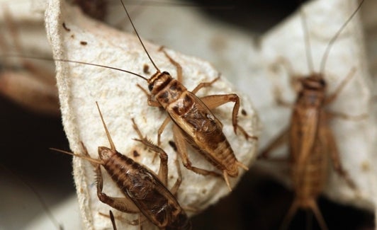 La FAO ve en el consumo de insectos una alternativa alimenticia. 