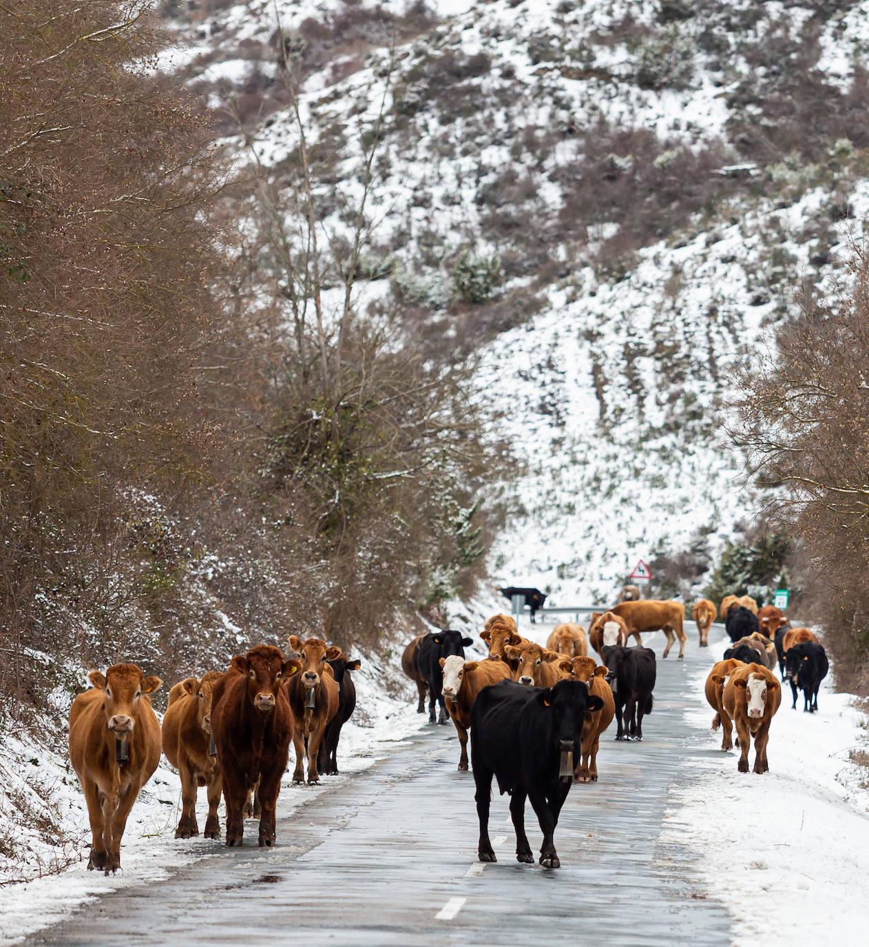 Fotos: las primeras nieves tiñen parte de La Rioja de blanco