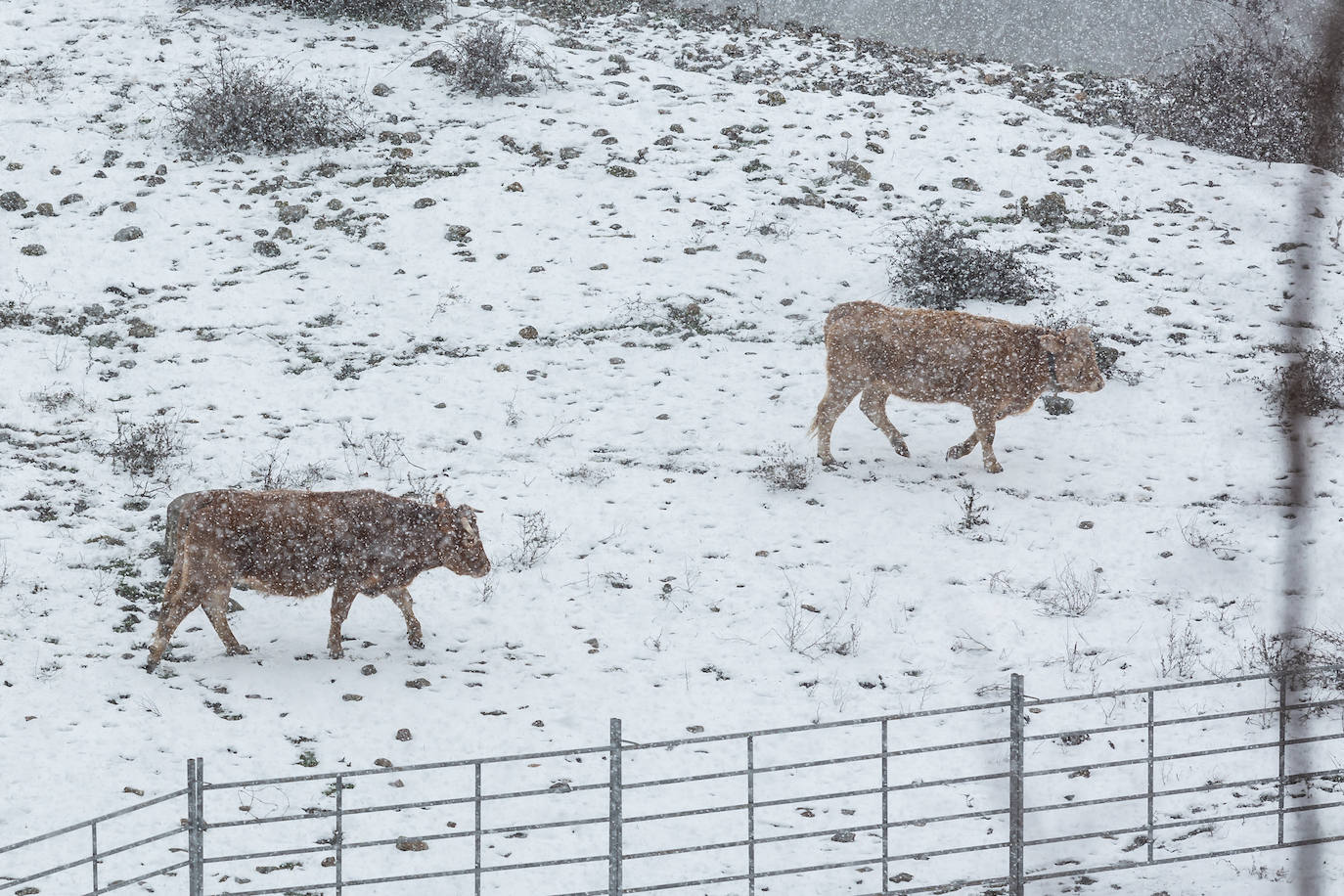 Fotos: las primeras nieves tiñen parte de La Rioja de blanco