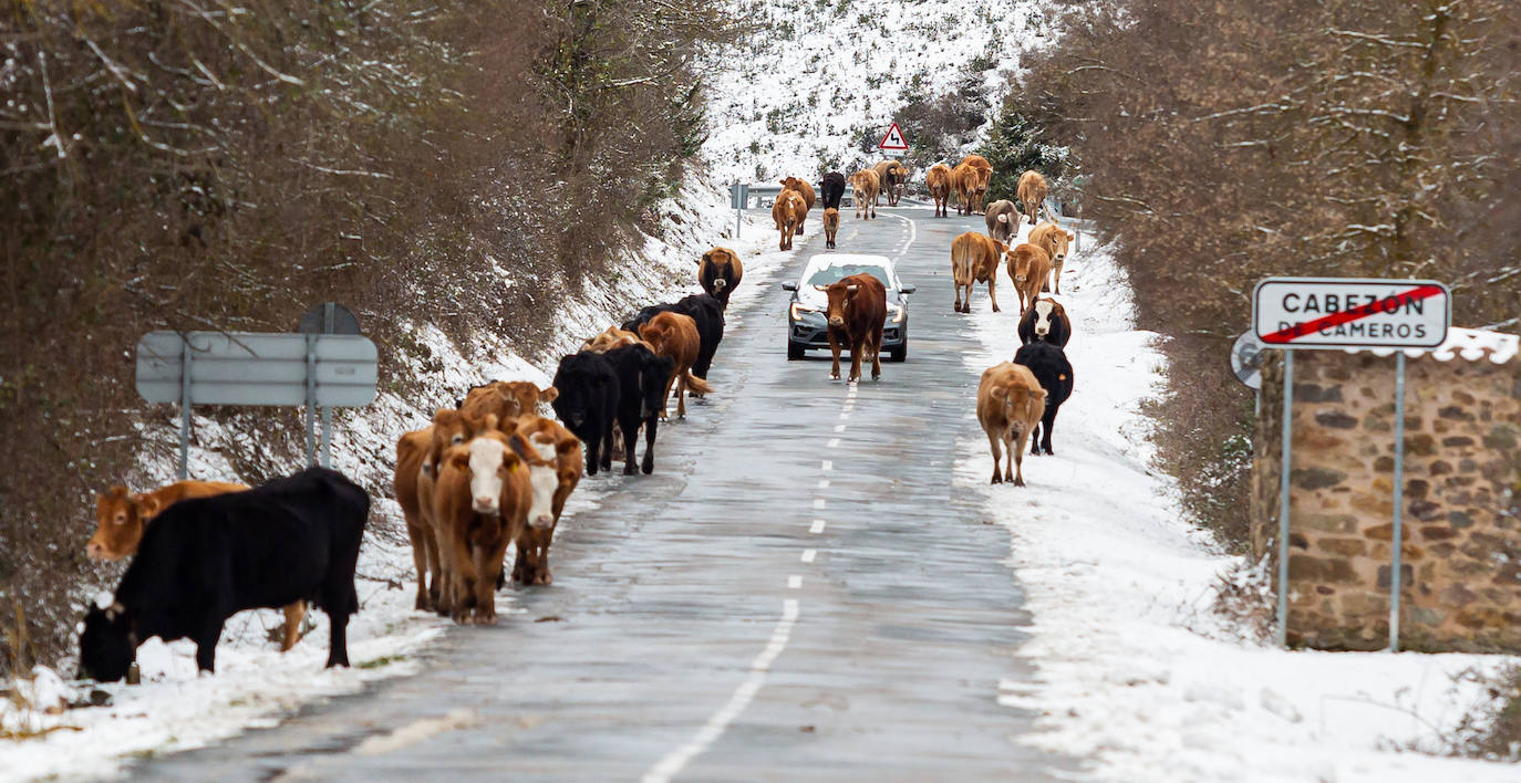 Fotos: las primeras nieves tiñen parte de La Rioja de blanco