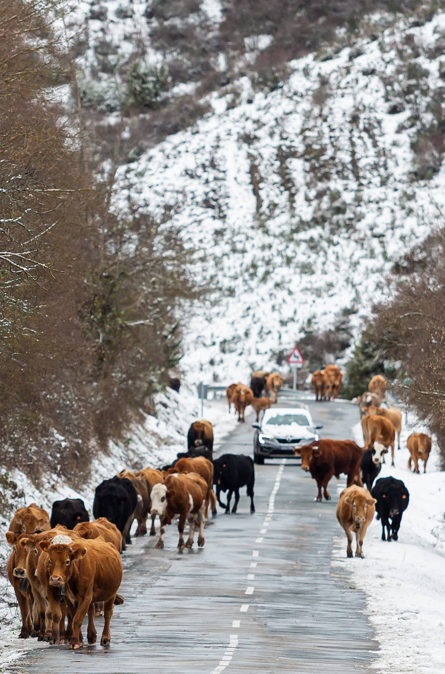 Fotos: las primeras nieves tiñen parte de La Rioja de blanco