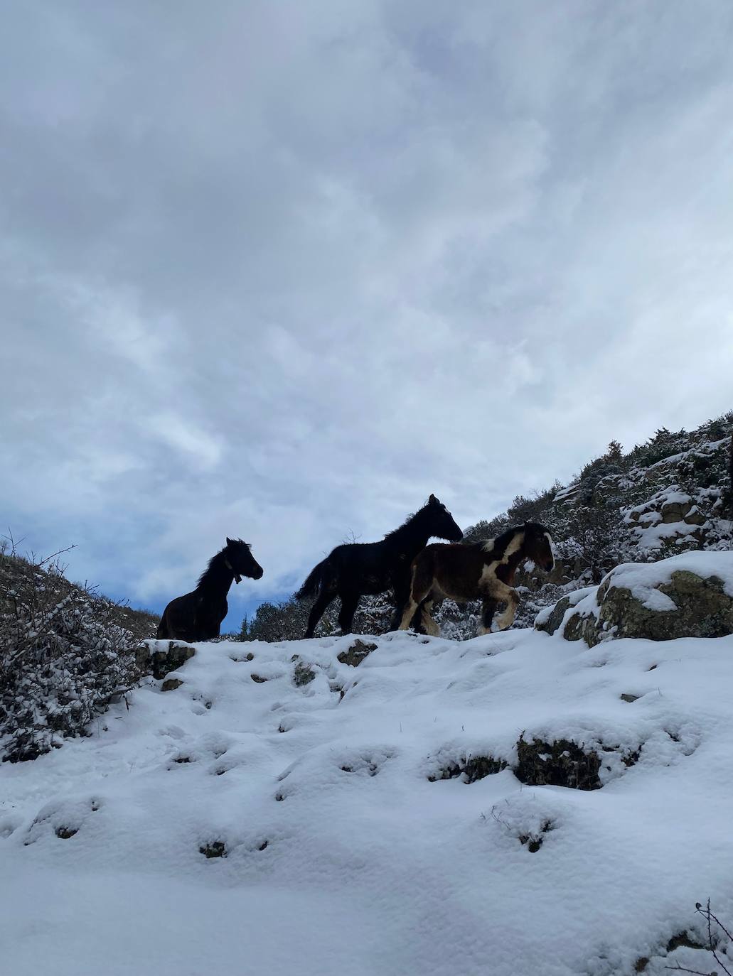 Fotos: La nieve y el hielo llegan a La Rioja