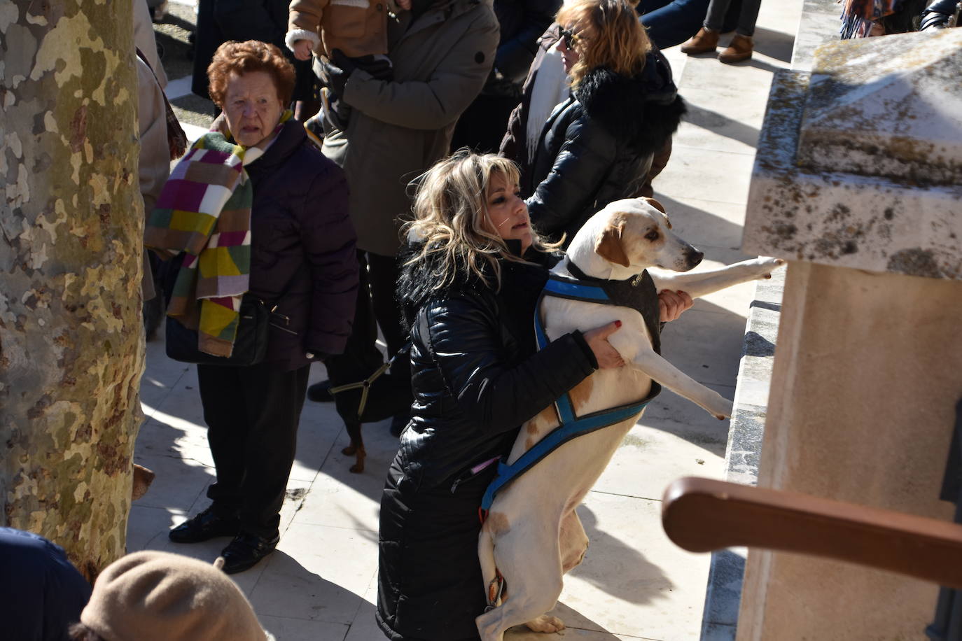 Fotos: Actos de San Antón en Calahorra