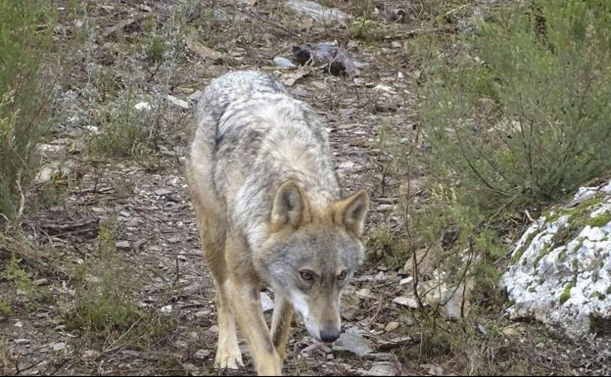 El Plan de Gestión del Lobo en La Rioja busca convertir a esta especie en «una oportunidad de desarrollo rural»