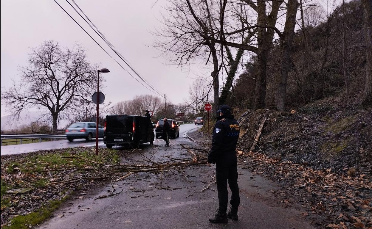 Haro: Desplome de un árbol en Fuente El Moro