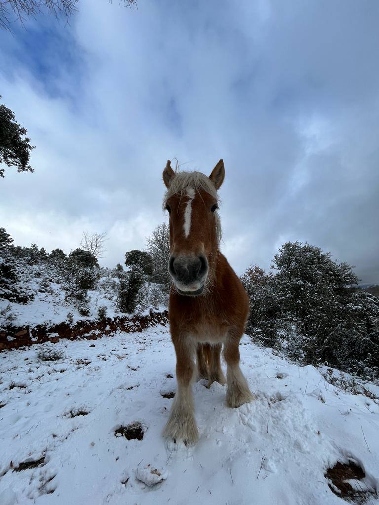 Fotos: Nieve en Ortigosa y El Rasillo