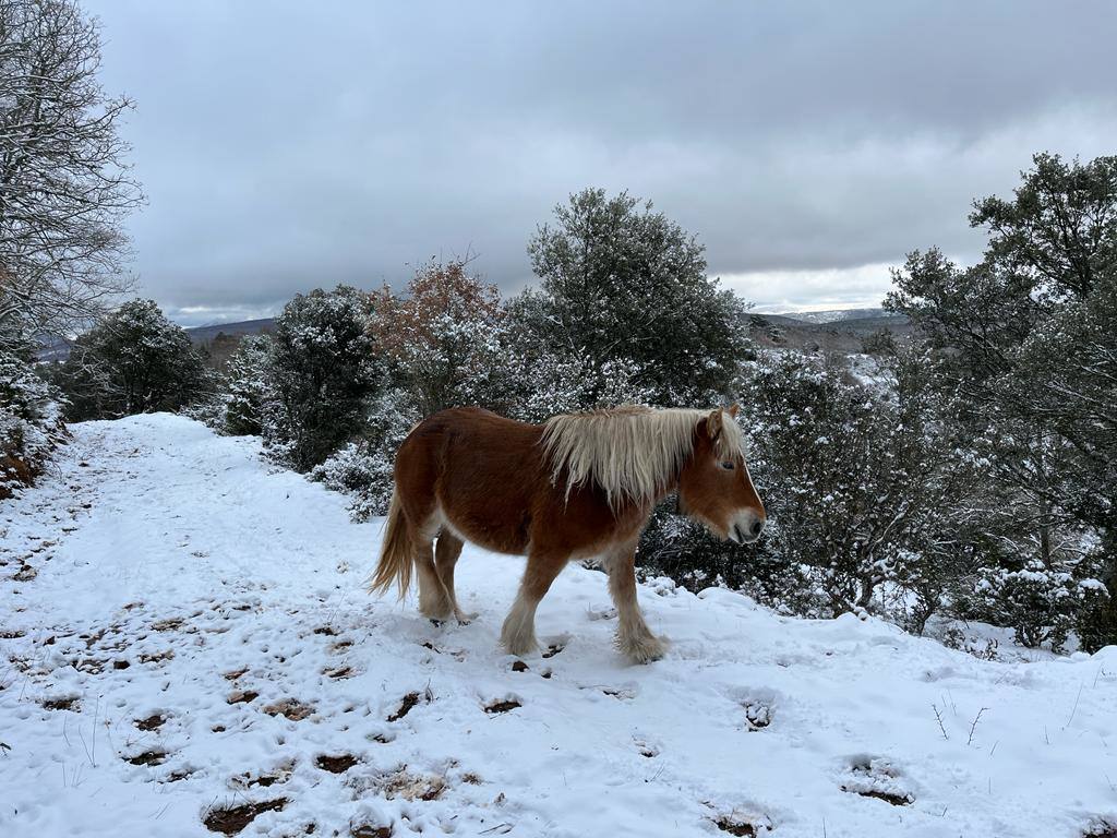 Fotos: Nieve en Ortigosa y El Rasillo