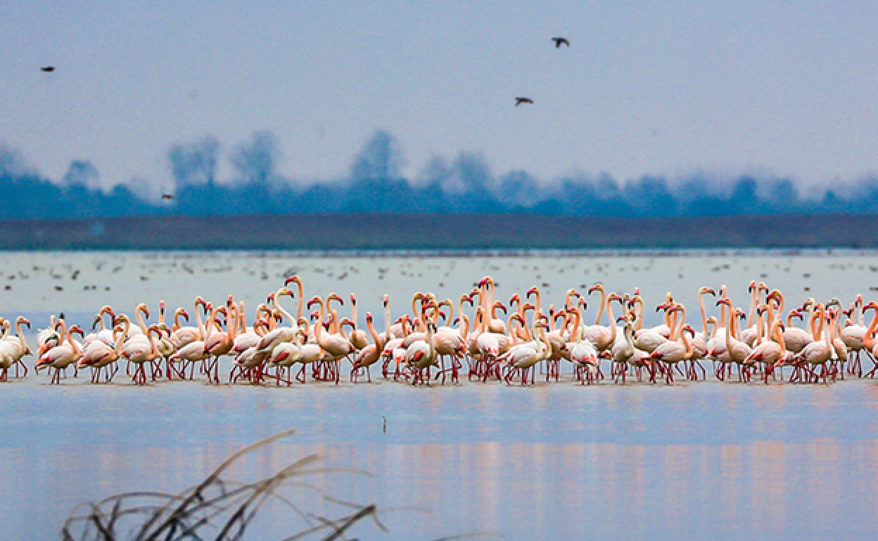 Flamengos en un humeda.