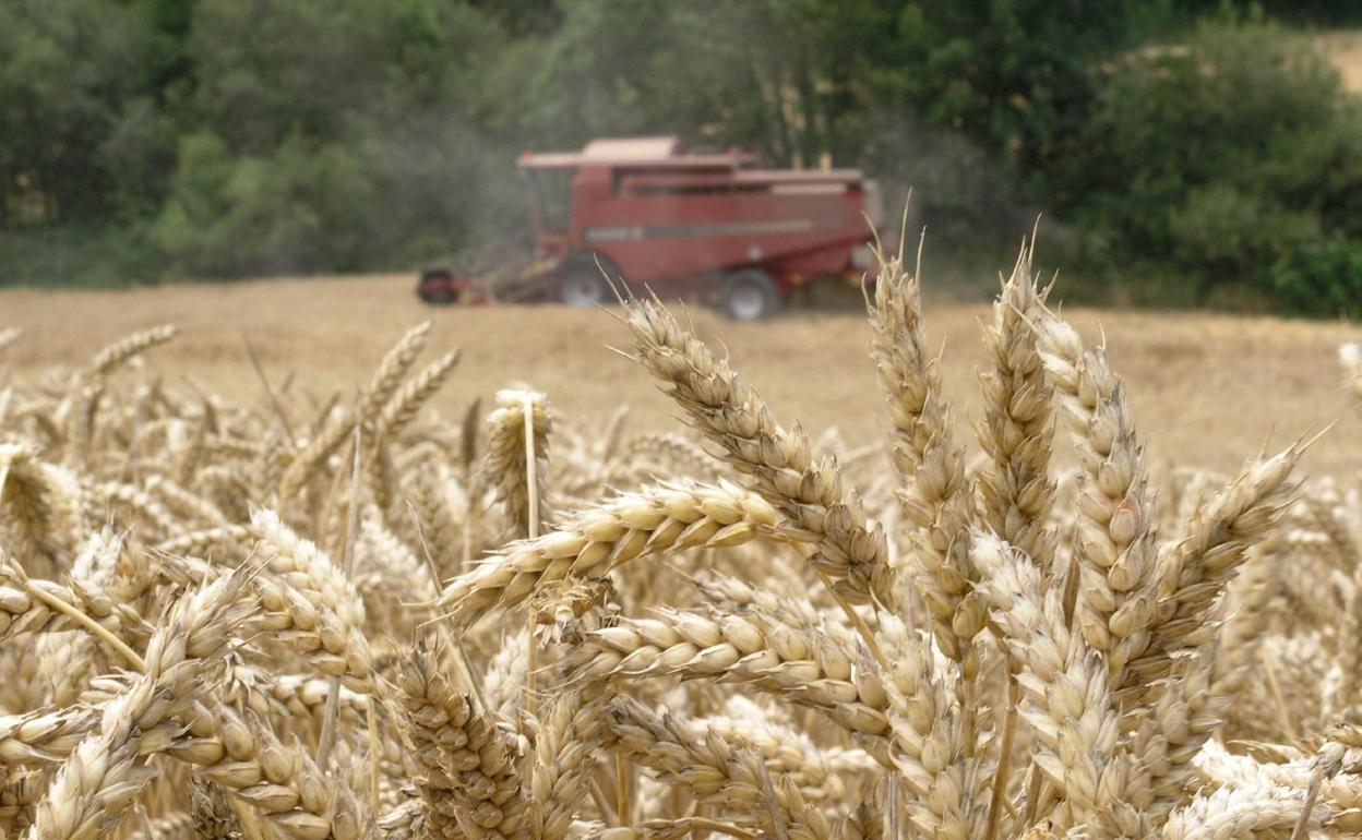 Una cosechadora recoge trigo en un campo en la campaña del cereal. 