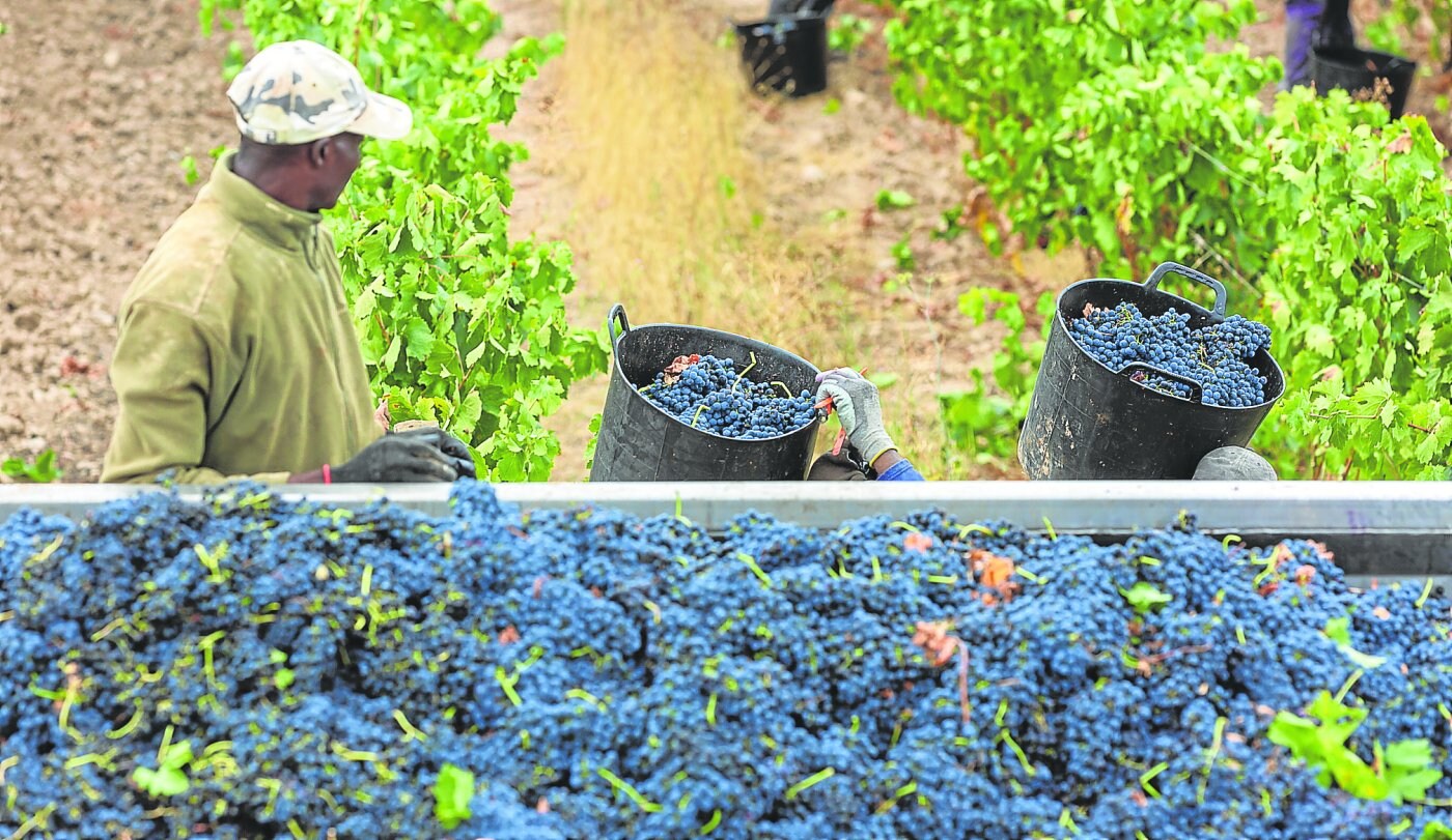 Imagen de la pasada vendimia con un remolque lleno de uva . 