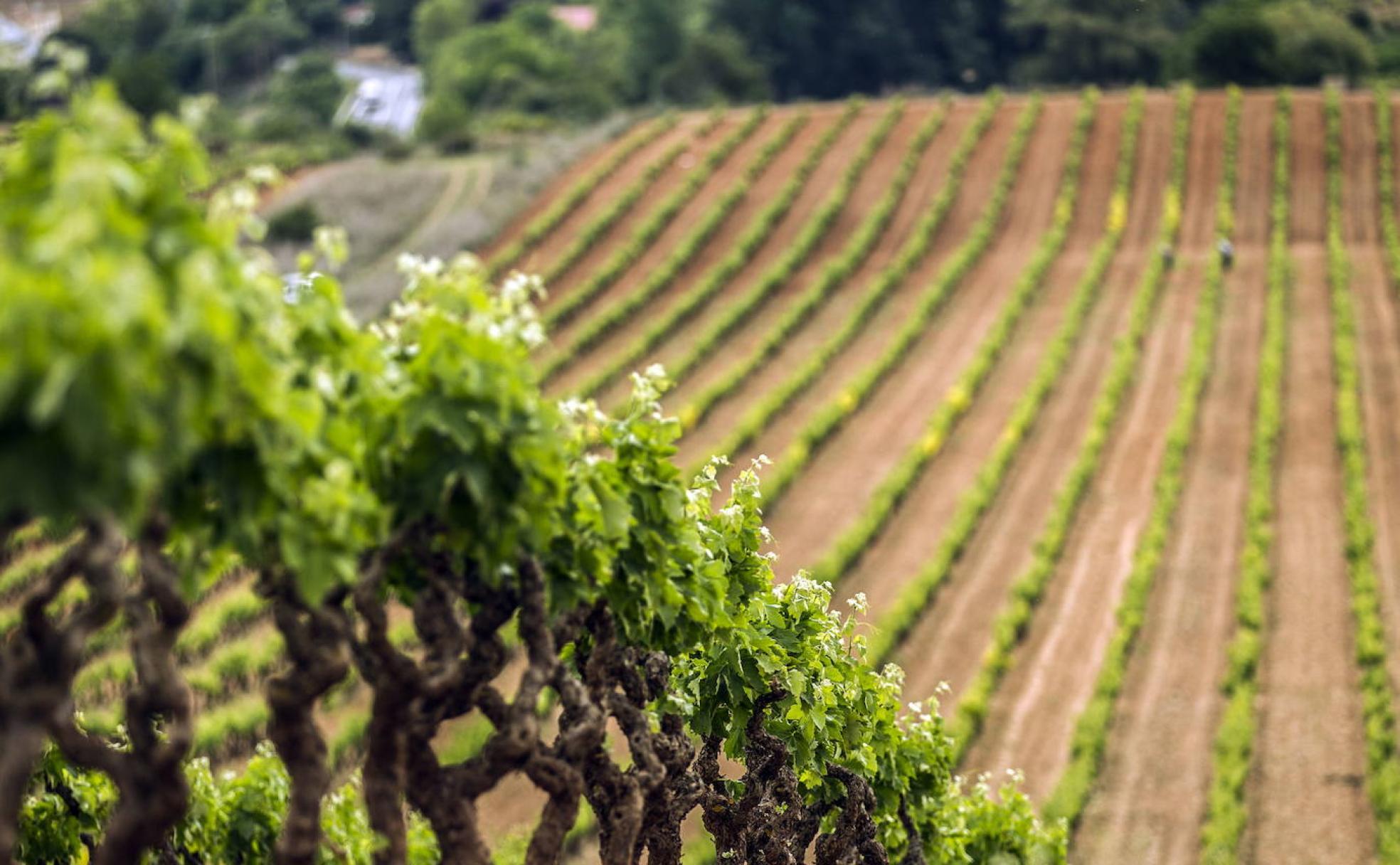Un viñedo riojano. 
