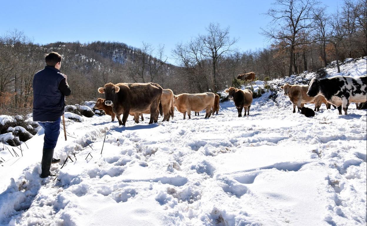 La ganadera Mari José González acompaña a sus vacas, en una imagen de archivo en su localidad, Laguna de Cameros. 