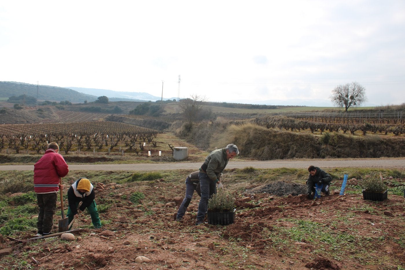 Reforestación en Manjarrés