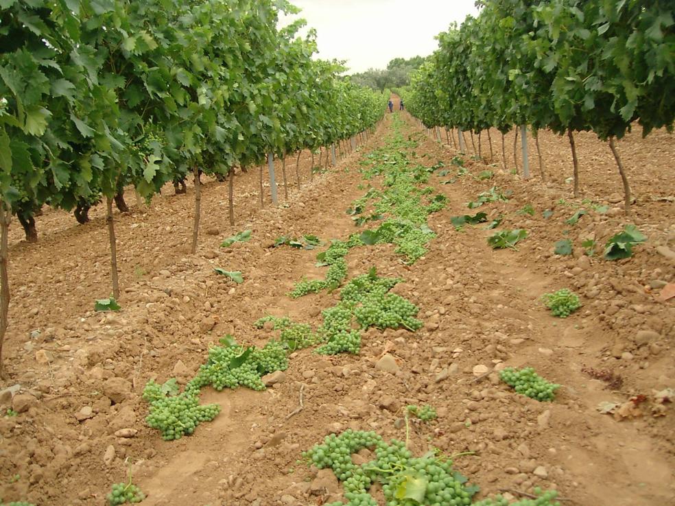 Racimos en el suelo antes de su maduración. 