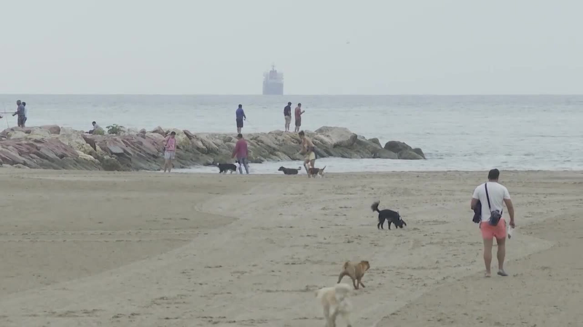 Primer fin de semana de la playa para perros de Pinedo, en València
