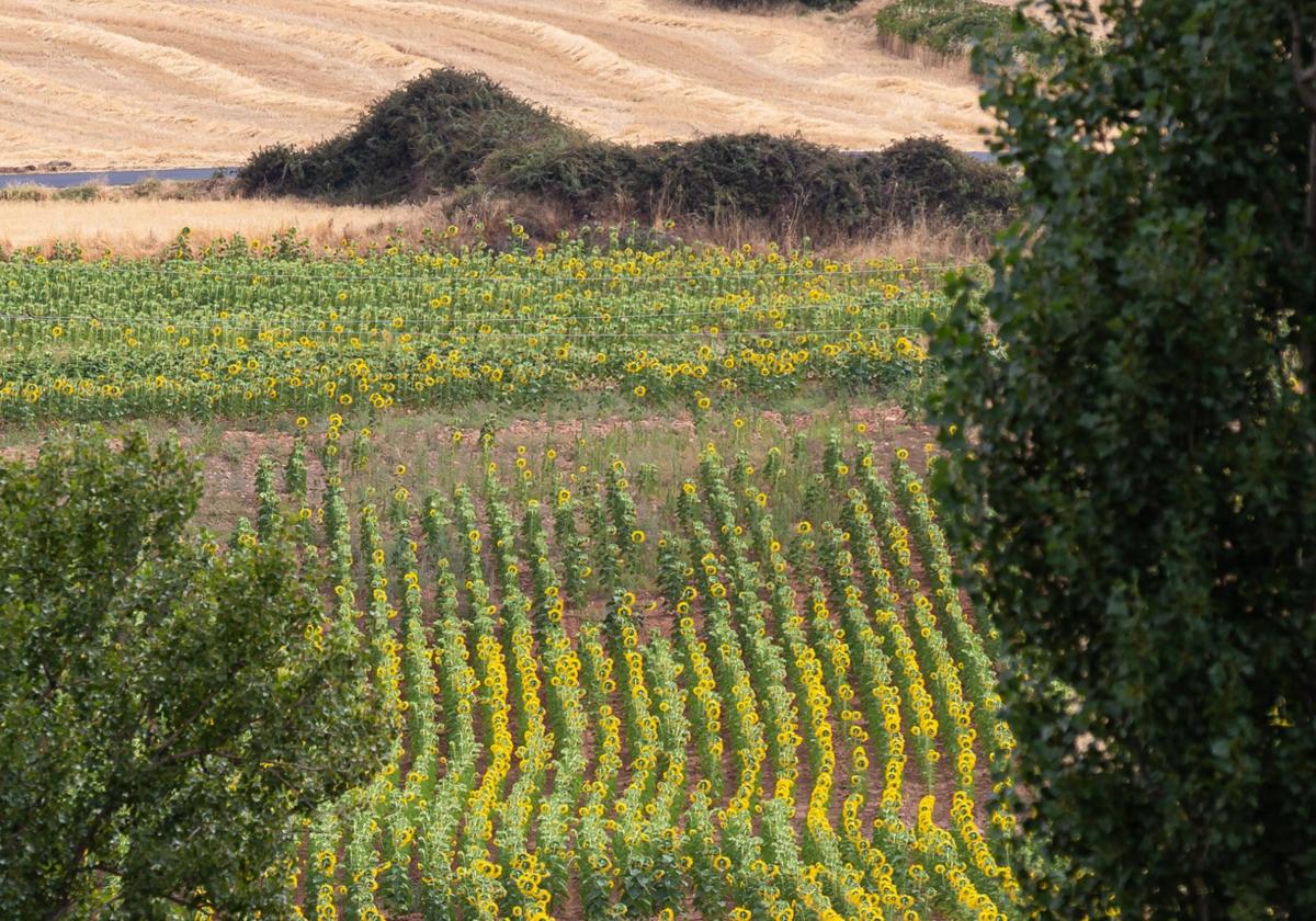 Imagen veraniega de un campo de girasoles en Ocón.