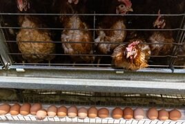En la parte superior, las gallinas ponedoras; debajo los huevos para ser retirados.
