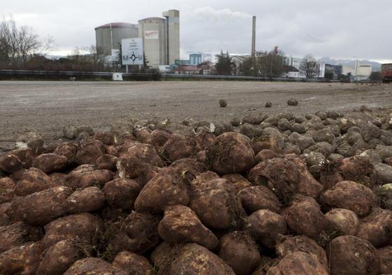 Arriba, interior de Azucarera; debajo, vista general de la planta mirandesa con remolachas amontonadas, en primer término.